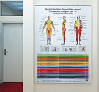Plakat Schmerzlöschung – Muskel-Meridian-Organ-Beziehungen 